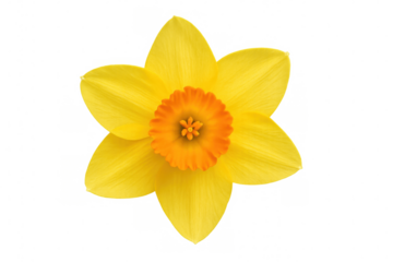 Vibrant yellow daffodil with orange center isolated on a transparent background, perfect for spring designs