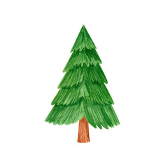 Watercolor green pine tree isolated on transparent background, coniferous plant. Christmas, nature, and forest concepts.