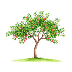 Fototapeta premium Watercolor apple tree with red fruits, green leaves, and grass isolated on transparent background. Concept of orchard, harvest, nature.
