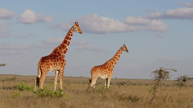 Very wide gimbal parallax of tower of Reticulated giraffe (Giraffa c. reticulata) standing with bird fly by in savannah in morning in Kenya