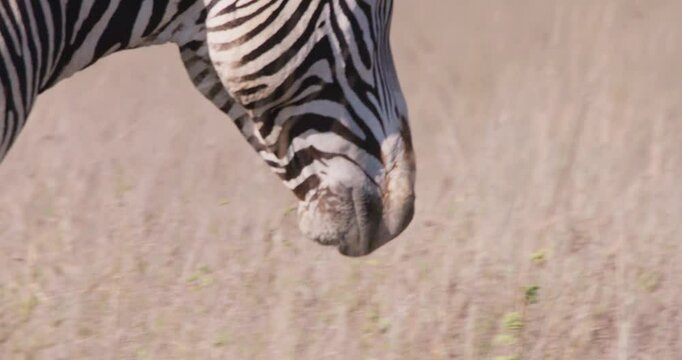 Extreme close-up pan of a Grevy Zebras (Equus grevyi) head walking in dry savannah grasslands under hot midday sun in kenya 