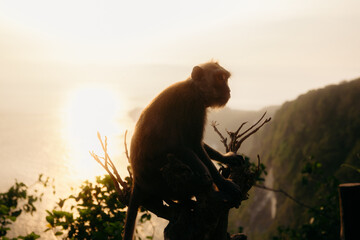  A BABOON