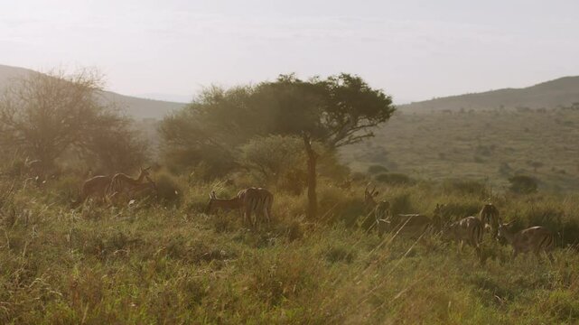 Very wide gimbal parallax of herd of Impala (Aepyceros melampus) grazing in grassy savannah with hill and sunrise in Kenya