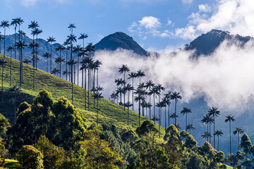 Natural landscape in the Cocora valley near from Salento, Quindio, Colombia. 