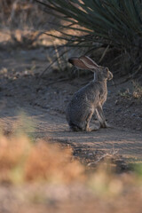 Jackrabbit on a trail in a desert landscape