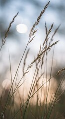 Serene Sunset Meadow: Golden Hour Grass Blades Illuminated by Soft Light
