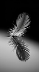 Obraz premium Monochromatic Feather Reflection: A Study in Light and Shadow