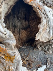tree in the cave