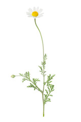 One beautiful chamomile flower on white background