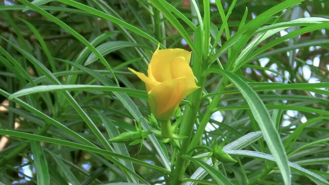 zoom in on a perfect flower of Yellow oleander, the Cascabela thevetia with buds