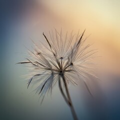 Fototapeta premium Serene Sunset: A Close-Up of Delicate Dandelion Seed Heads Against a Softly Blurred Background
