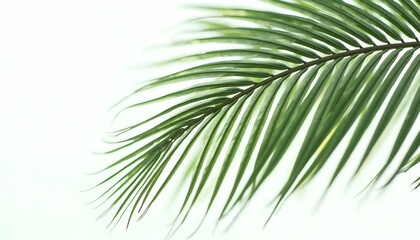 Obraz premium Palm Frond Close-up with Delicate Green Leaves Against Soft White Background