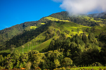 Natural landscape in the Cocora valley near from Salento, Quindio, Colombia. 