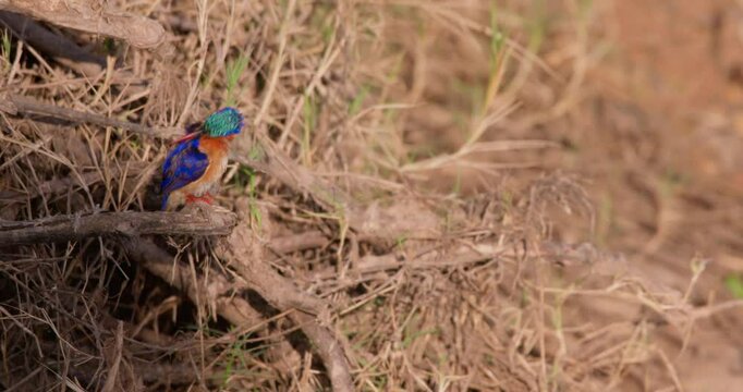 Wide of Malachite Kingfisher (Corythornis cristatus) perching on a deadwood preening itself at midday in Kenya