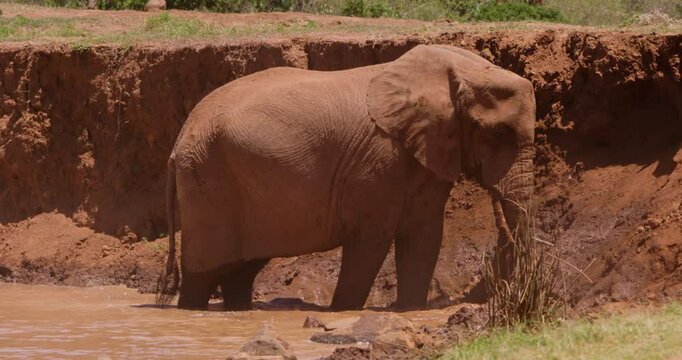 Wide of an African Bush Elephant (Loxodonta africana) wallowing in a waterhole in the savannah grassland at midday in Kenya 