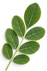 Obraz premium horseradish green leaf isolated