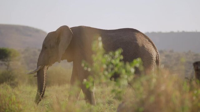 Wide gimbal parallax of solitary African elephant (Loxodonta africana) grazing and walking in grassland savannah in sunrise in Kenya