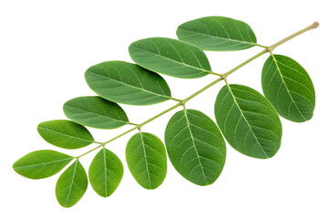 green horseradish leaves isolated on white background