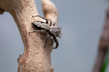 A female platycryptus spider (jumping spider - salticidae family) climbing around a branch in her terrarium.