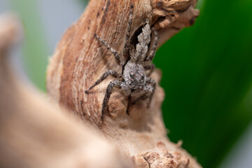 A female platycryptus spider (jumping spider - salticidae family) climbing around a branch in her terrarium.