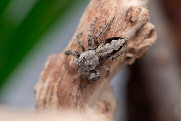 A female platycryptus spider (jumping spider - salticidae family) climbing around a branch in her terrarium.