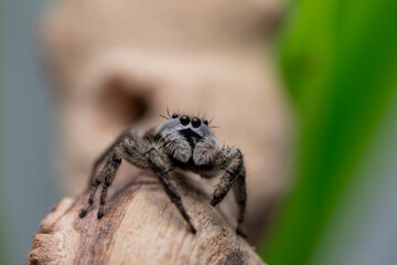 A female platycryptus spider (jumping spider - salticidae family) climbing around a branch in her terrarium.