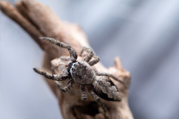A female platycryptus spider (jumping spider - salticidae family) climbing around a branch in her terrarium.