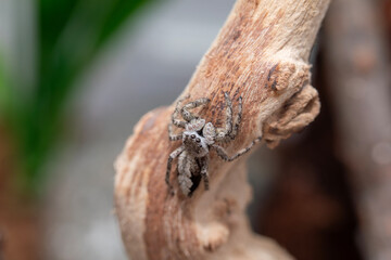 A female platycryptus spider (jumping spider - salticidae family) climbing around a branch in her terrarium.