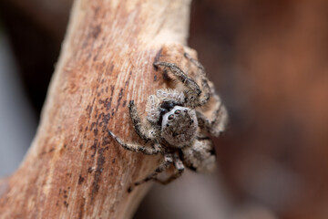 A female platycryptus spider (jumping spider - salticidae family) climbing around a branch in her terrarium.
