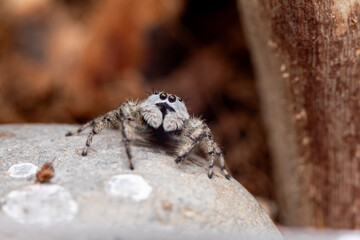 A female platycryptus spider (jumping spider - salticidae family) climbing around a branch in her terrarium.