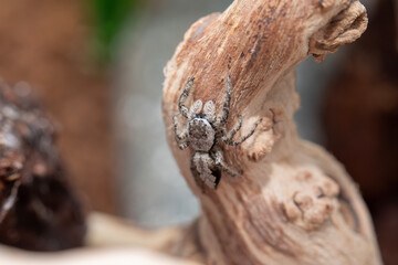 A female platycryptus spider (jumping spider - salticidae family) climbing around a branch in her terrarium.
