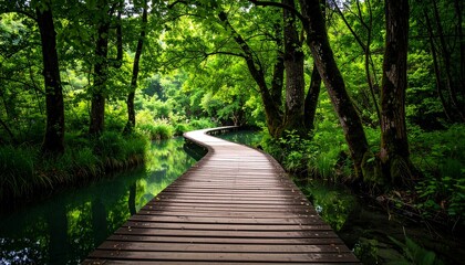 Fototapeta premium Curved Wooden Walkway Reflecting Trees in a Green Forest