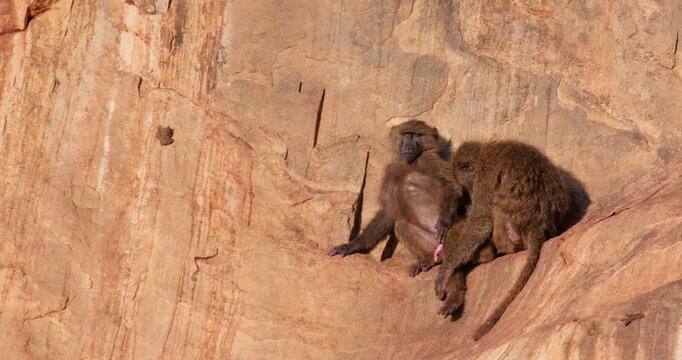 Wide of pair of Olive Baboon (Papio anubis) with erect phallus as another is grooming on rock slope in morning in Kenya