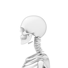 3d rendered illustration of a human head, skull, skeleton, png available