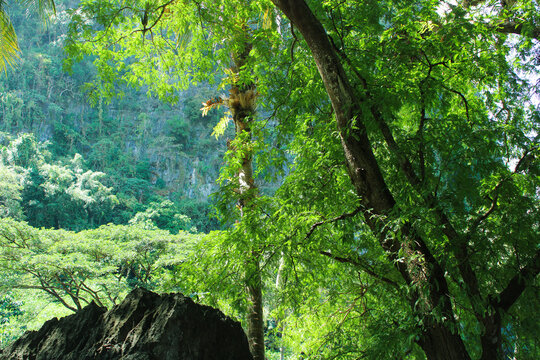 Lush greenery in the forest