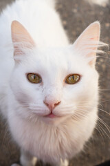 Beautiful white Angora cat looking at the camera