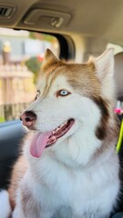 siberian husky dog
