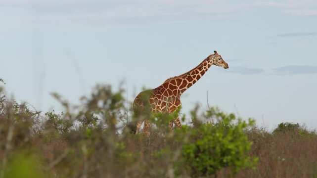 Very wide gimbal tracking of solitary Reticulated giraffe (Giraffa c. reticulata) walking in savannah in cloudy morning in Kenya