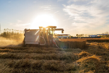 Harvester machine is harvesting rice