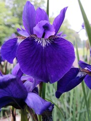 purple iris flower