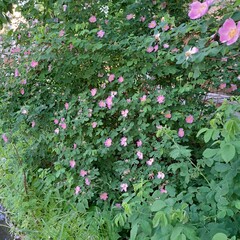 flowers in the garden
