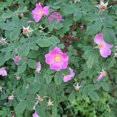 pink and white roses flowers