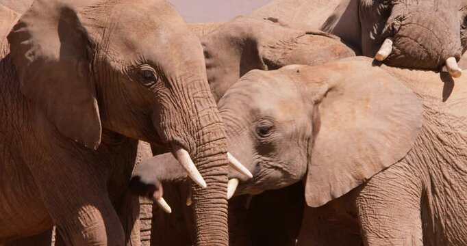 Extreme close-up of a herd African Bush Elephant (Loxodonta africana) heads standing in the savannah grassland at midday in Kenya