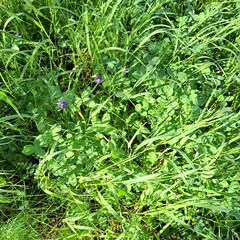 green grass with dew dropswild meadow field flowers photo image 