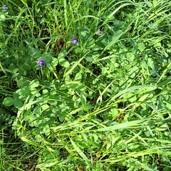 wild flowers in the garden