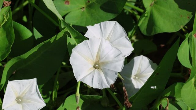 White flowers and green leaves on a Bindweed Morning Glory (Convolvulus arvensis) plant