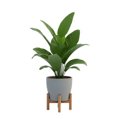 indoor tropical plants in minimalist grey pots with wooden stands, isolated on white background,