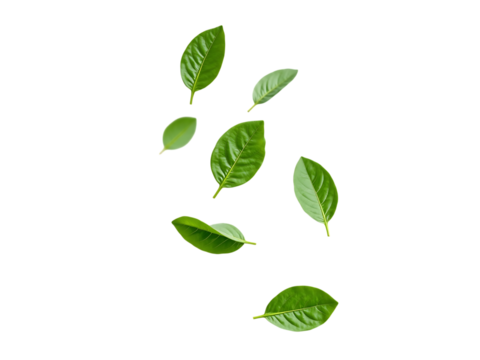 fresh spinach leaves floating or hovering, isolated on white background,
food,herb,nature