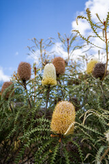 Banksia flowers in bloom beneath a bright blue sky