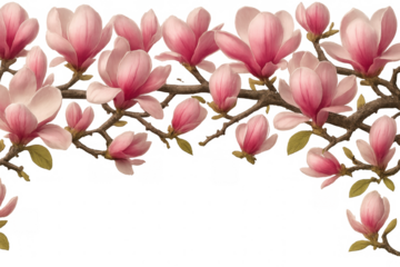 Magnolia blossoms bursting along branch, delicate petals against clean white backdrop